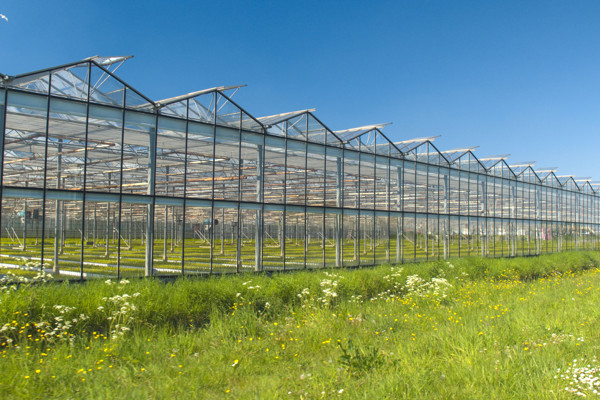 Glastuinbouw